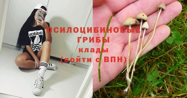 шишки Елизово